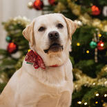 Hunde-Weihnachtsfliege